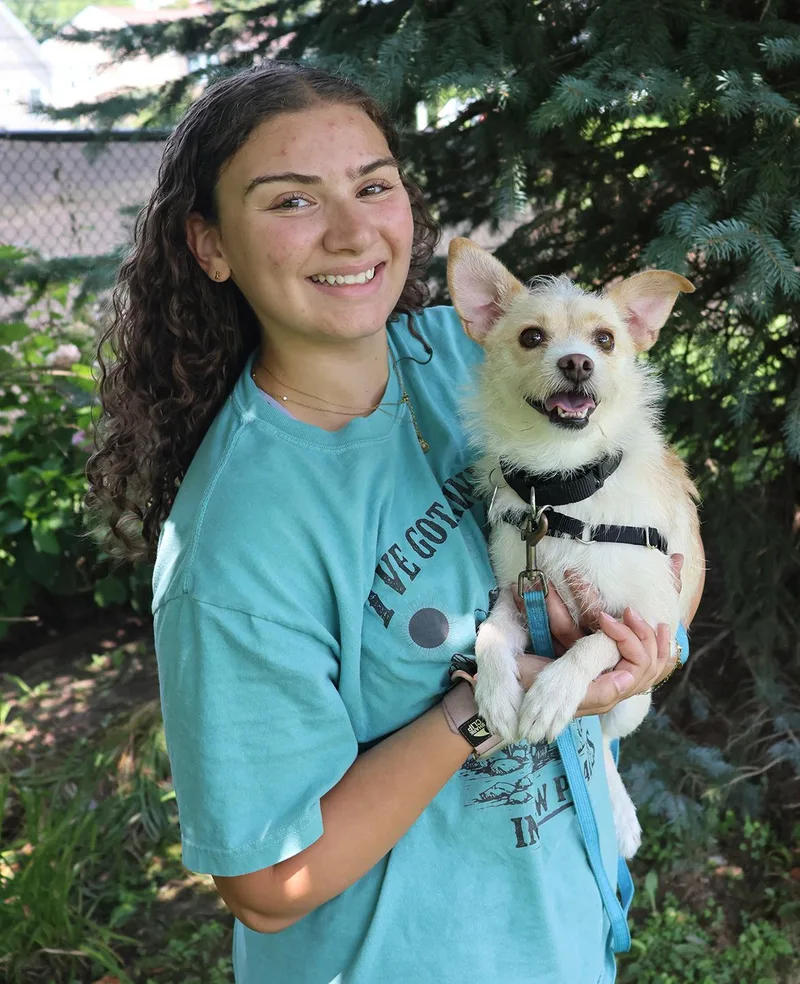 A young small-sized female Apricot / Beige Terrier dog named Ellie for adoption in Harrison, NY