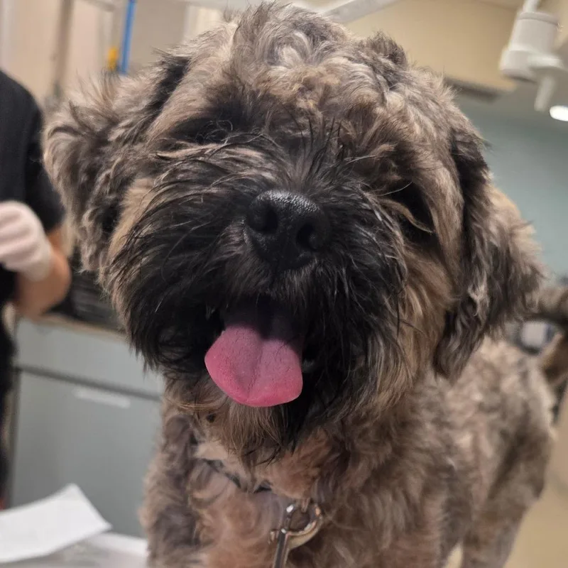 An adult small-sized male Gray / Blue / Silver Mixed Breed dog named Burt for adoption in Jacksonville, FL