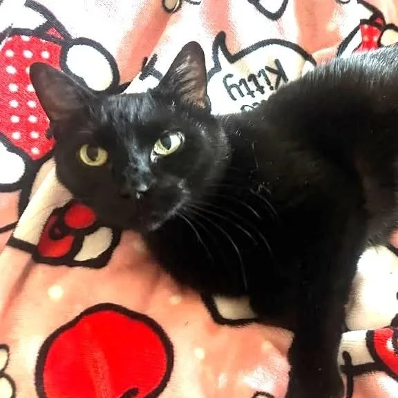 An adult medium-sized female Black Domestic Short Hair cat named Salem for adoption in Trophy Club, TX
