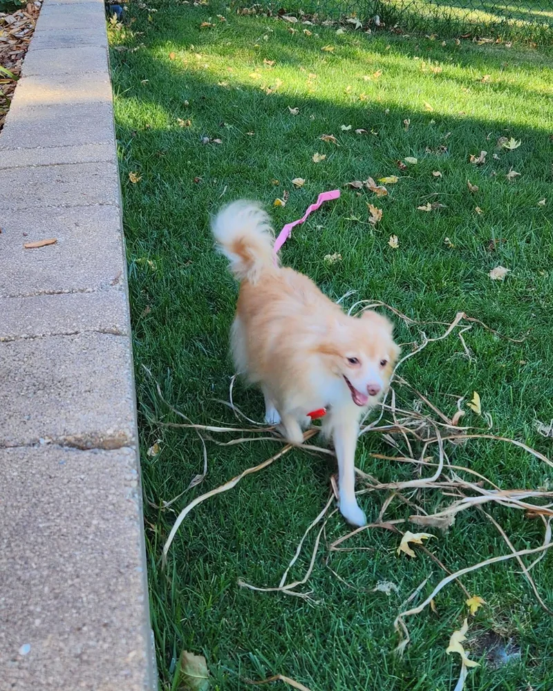 An adult small-sized female Apricot / Beige Pomeranian dog named Sally for adoption in Decorah, IA