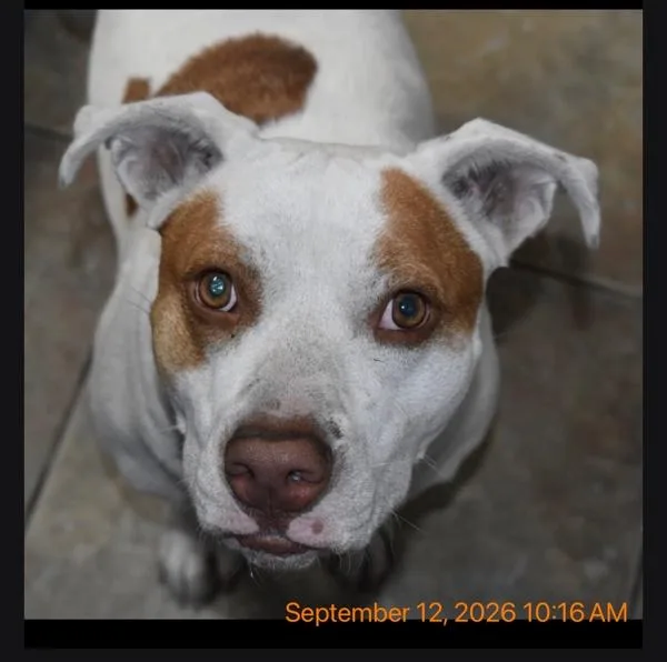 An adult large-sized female Mixed Breed dog named Brienne for adoption in Melbourne, FL
