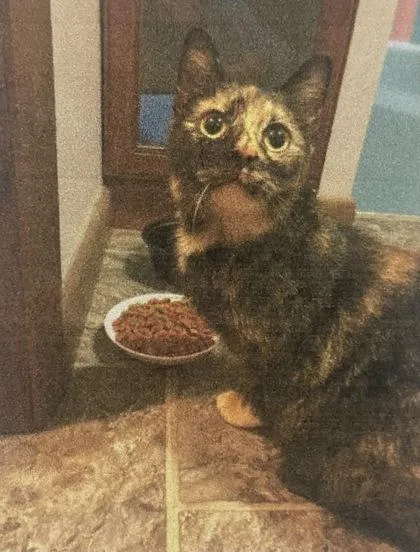 An adult small-sized female Domestic Short Hair cat named Confetti for adoption in Cincinnati, OH