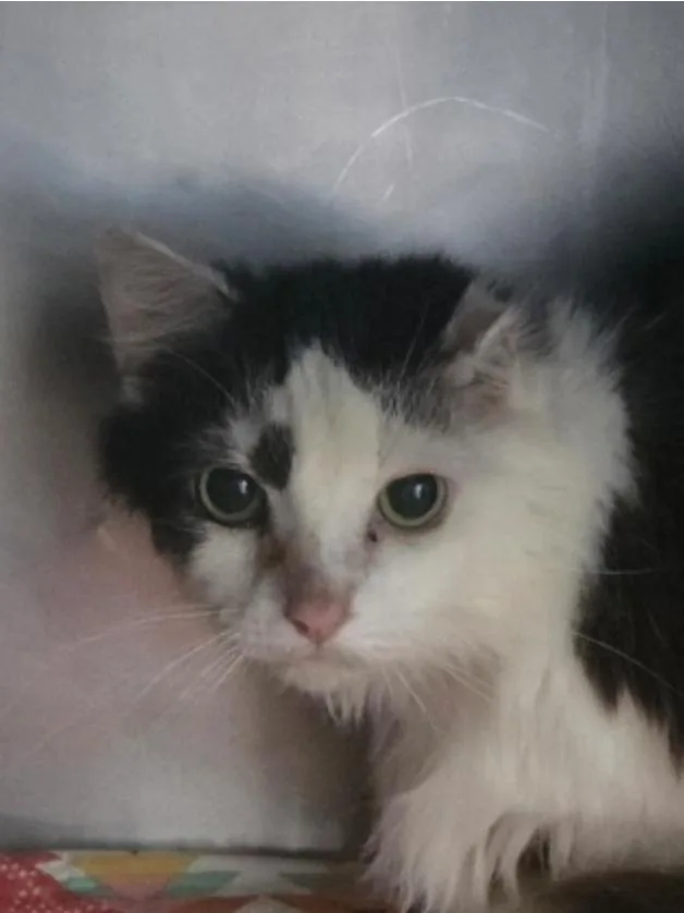 A senior large-sized male Black Domestic Long Hair cat named Stanley for adoption in Marshall, NC
