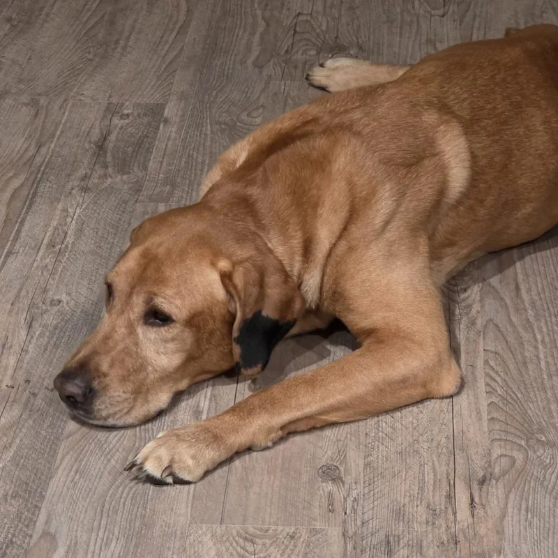 Marshall thumbnail 2