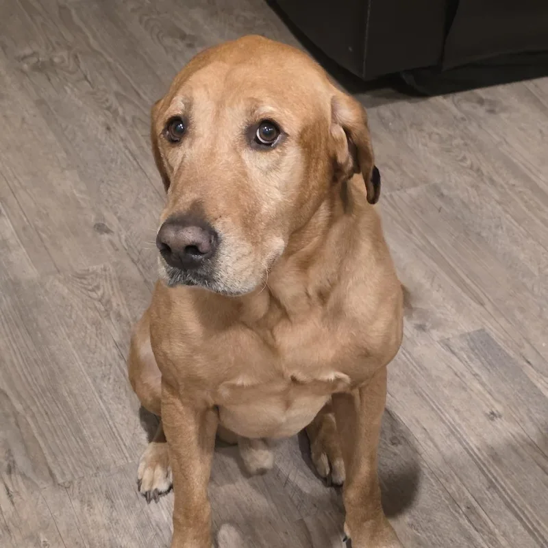 Marshall thumbnail 3