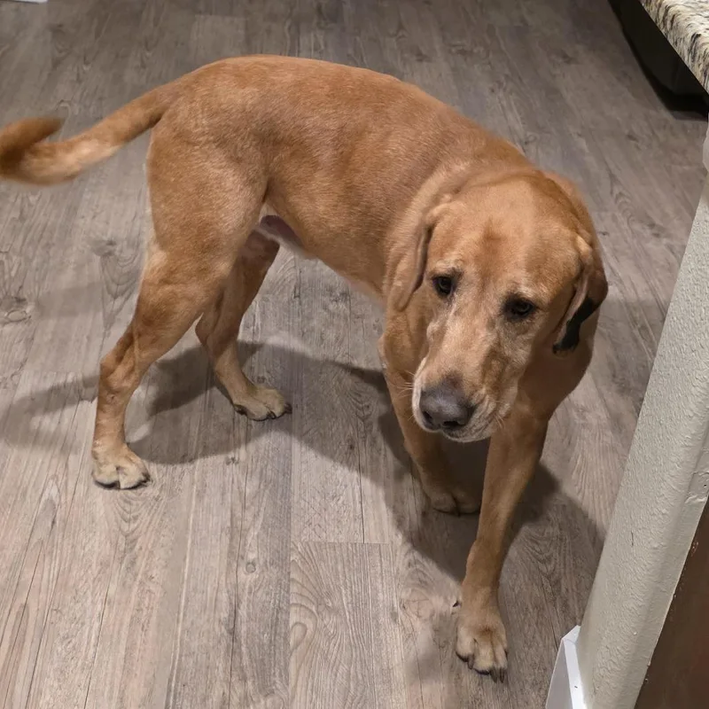 Marshall thumbnail 4