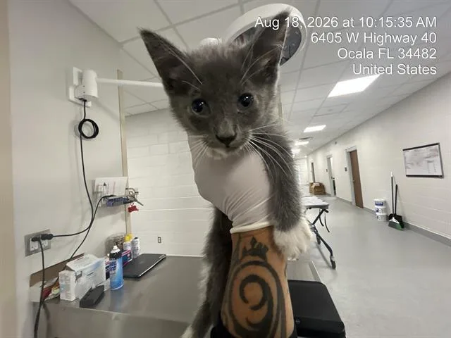 A baby small-sized female Domestic Short Hair cat named Charlotte for adoption in Ocala, FL