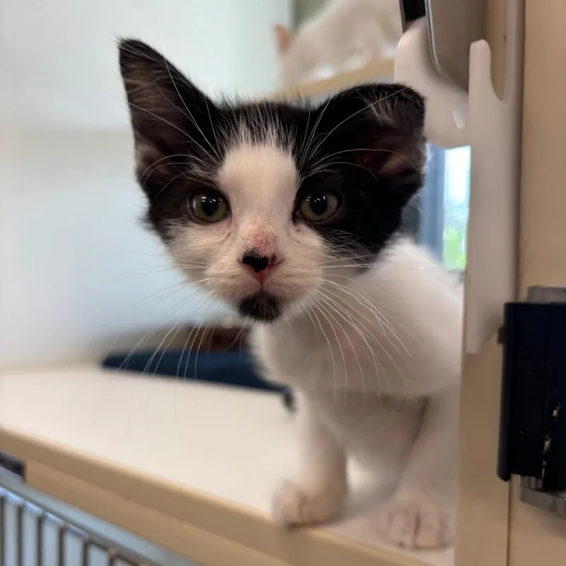 A baby small-sized female Black Domestic Short Hair cat named Swiftpaw for adoption in League City, TX