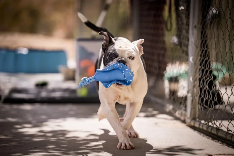 A young medium-sized female Boxer dog named Shmoo for adoption in Twentynine Palms, CA