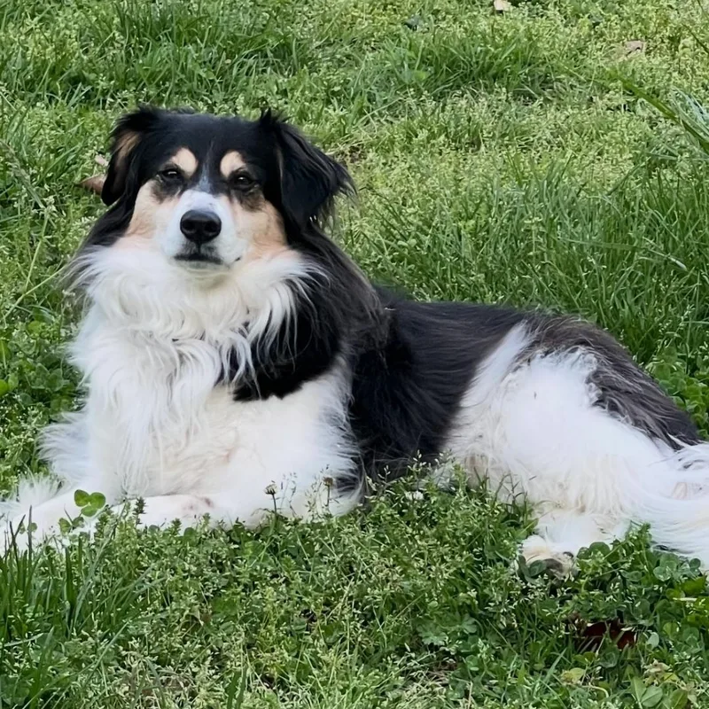A senior medium-sized female Yellow / Tan / Blond / Fawn Australian Shepherd dog named Dixie for adoption in Maryville, TN