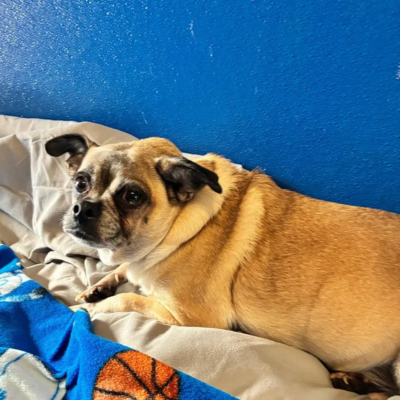 A senior small-sized female Chihuahua dog named Cinnamon for adoption in Newark, DE