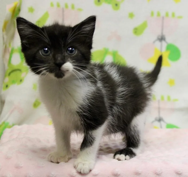 A baby small-sized female Domestic Short Hair cat named Odora for adoption in Clinton, SC