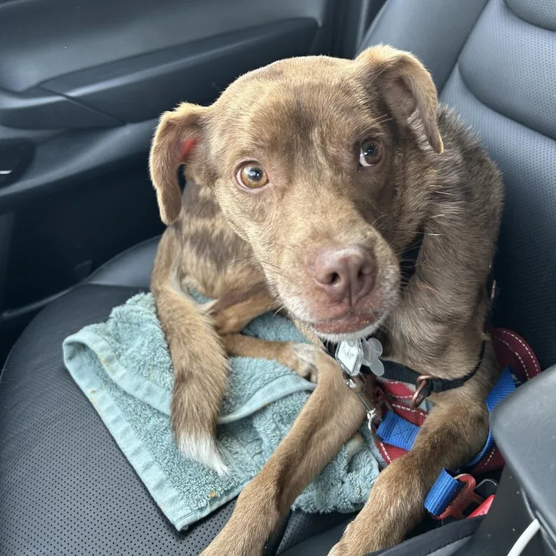 A young medium-sized male Brown / Chocolate Australian Shepherd dog named Paddi for adoption in Falls Church, VA