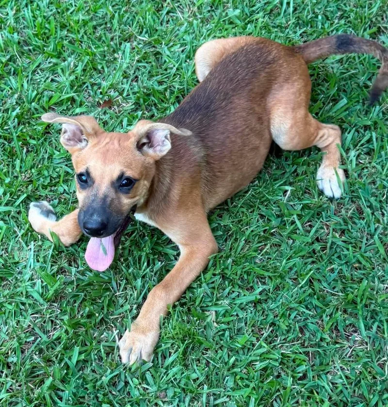 A baby medium-sized male Mixed Breed dog named Aston HERE IN NH for adoption in Northwood, NH