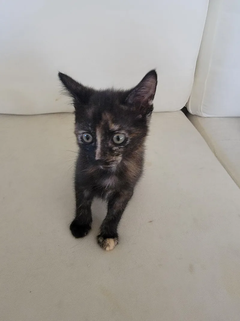 A baby small-sized female Domestic Short Hair cat named Mogwai for adoption in Long Beach, CA
