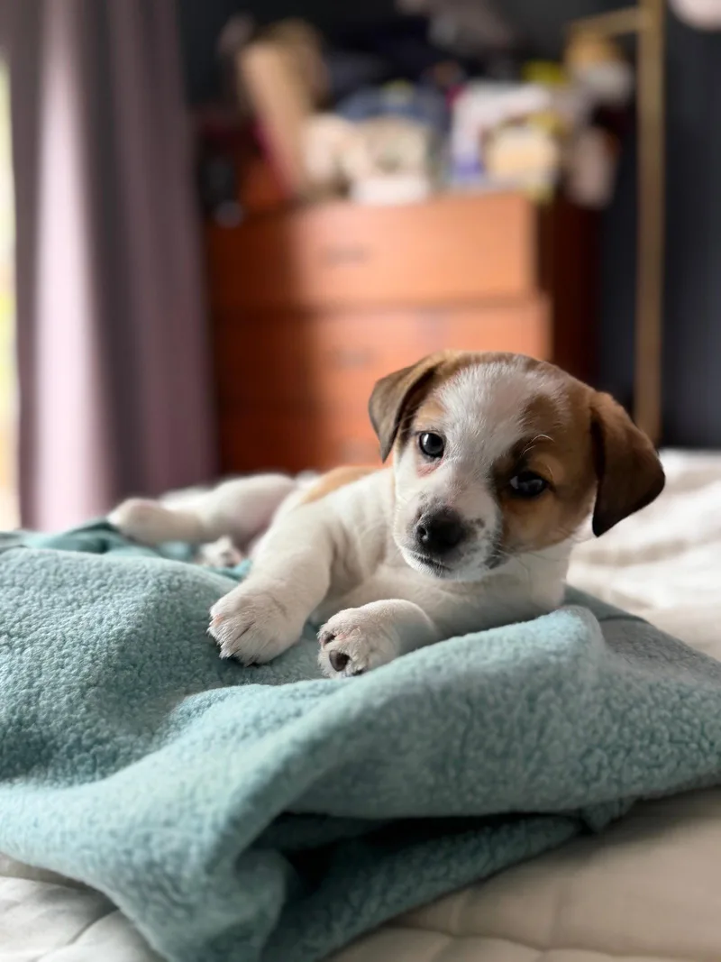 A young small-sized male Chihuahua dog named Bud for adoption in Sunnyvale, CA