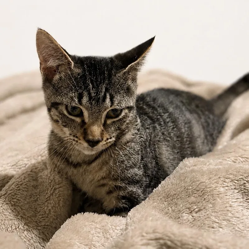 A baby small-sized male Tabby (Brown / Chocolate) Domestic Short Hair cat named Truffle for adoption in Liverpool, TX