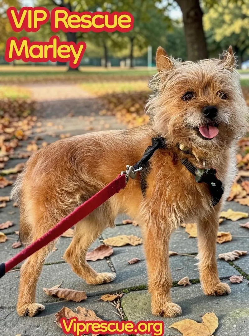 A young small-sized male Brown / Chocolate Yorkshire Terrier dog named Marley  Holiday for adoption in Redington Beach, FL