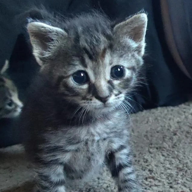 A baby small-sized female Domestic Short Hair cat named Lauper for adoption in Portage, MI