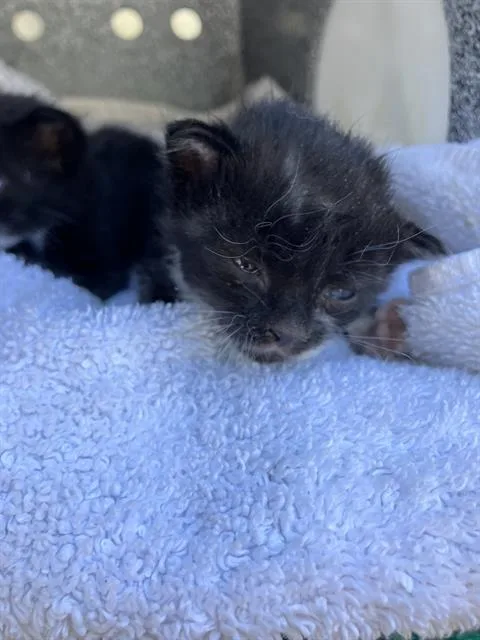A baby medium-sized female Domestic Short Hair cat named Faith for adoption in Dallas, TX