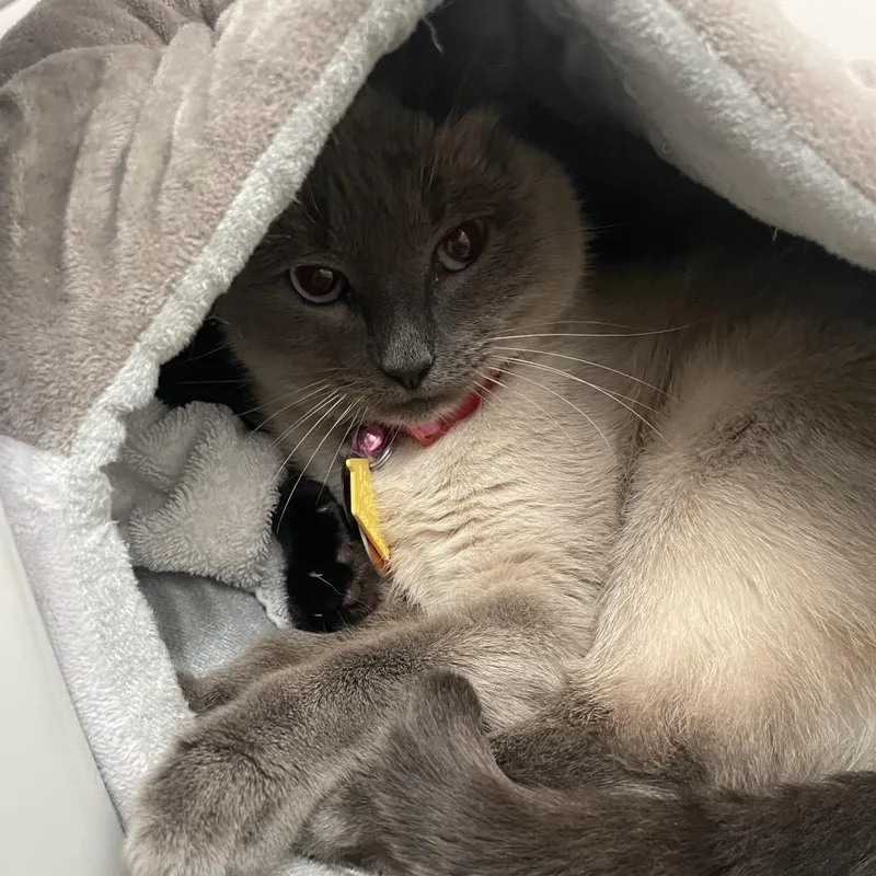 An adult small-sized female Brown / Chocolate Siamese cat named H Ashta for adoption in Port Washington, NY