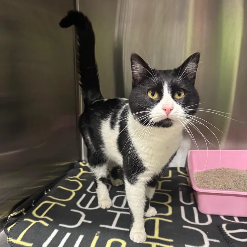 An adult small-sized male White Domestic Short Hair cat named Domino for adoption in Brookfield, MO