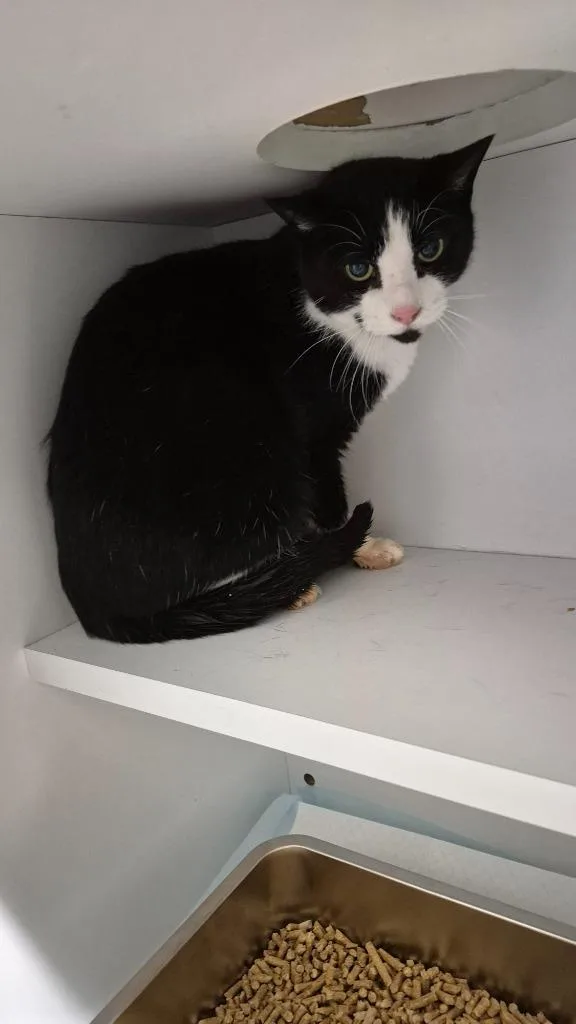 A senior small-sized male Domestic Short Hair cat named Tuffy for adoption in East Ridge, TN