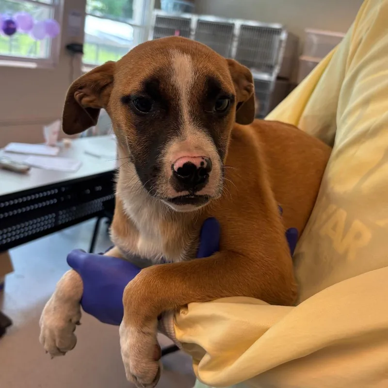 A baby small-sized female Yellow / Tan / Blond / Fawn Mixed Breed dog named Scarlett Jo for adoption in Huntington, WV