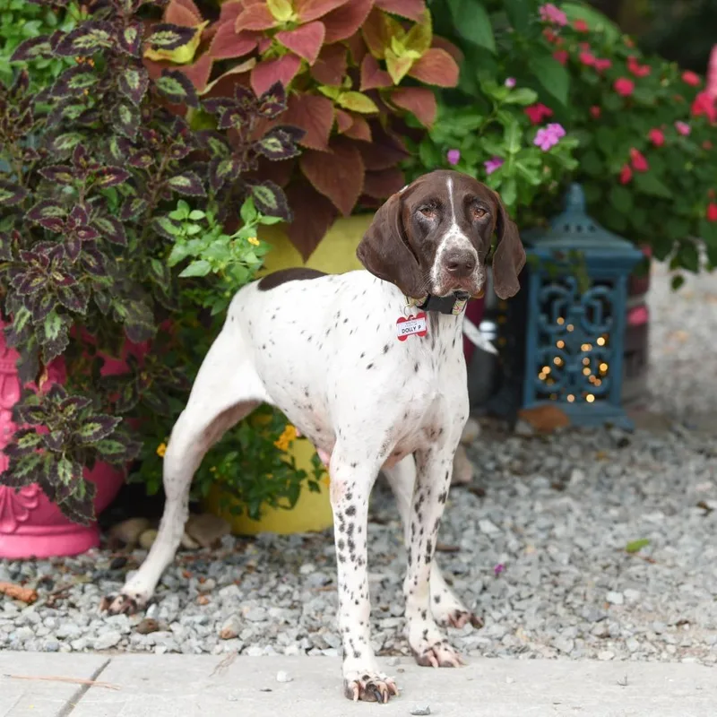 An adult medium-sized female White / Cream German Shorthaired Pointer dog named Dolly P for adoption in Wake Forest, NC