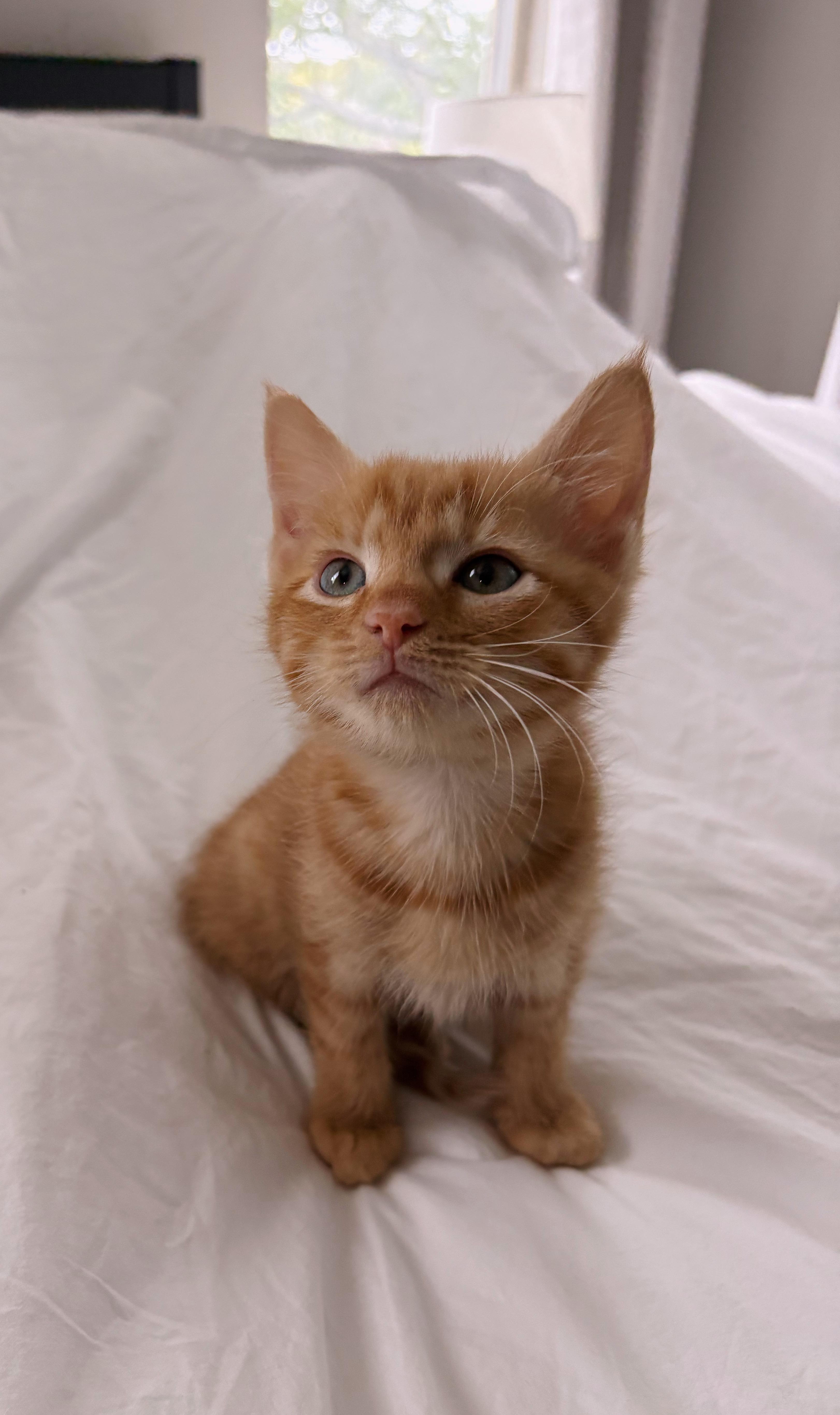 A young medium-sized male Domestic Short Hair cat named Strudel for adoption in Mount Pleasant, SC