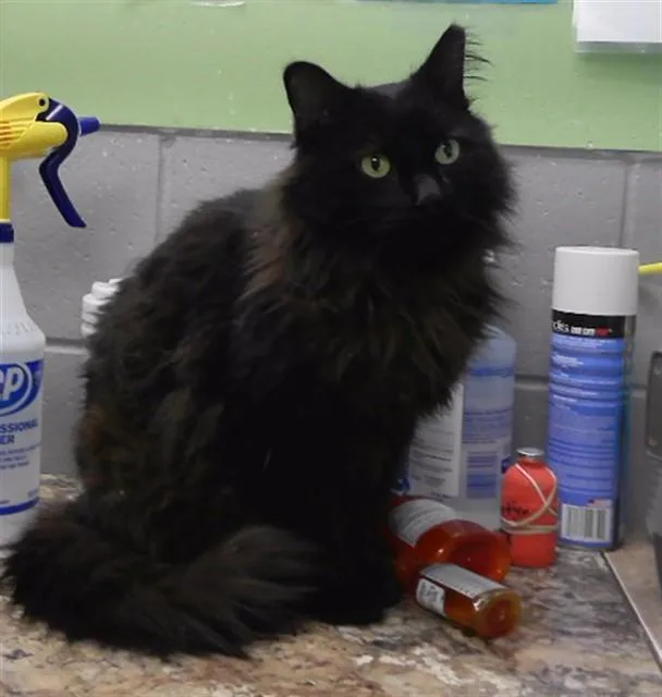 An adult large-sized male Domestic Medium Hair cat named Bibble for adoption in Omaha, NE