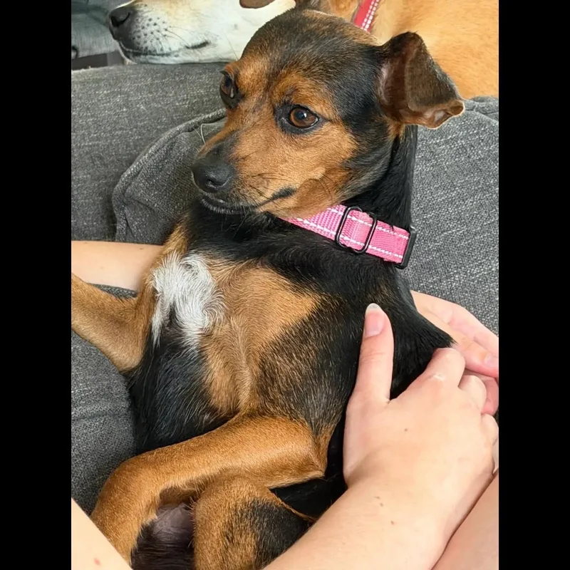 Coco thumbnail 2