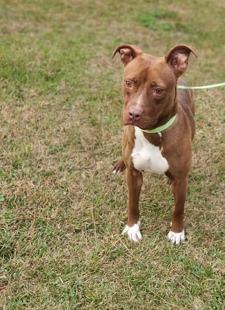 An adult large-sized female Pit Bull Terrier dog named Rosie Louisiana for adoption in Rockaway, NJ