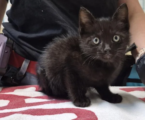 A baby small-sized female Domestic Short Hair cat named Libra for adoption in Oceanside, CA