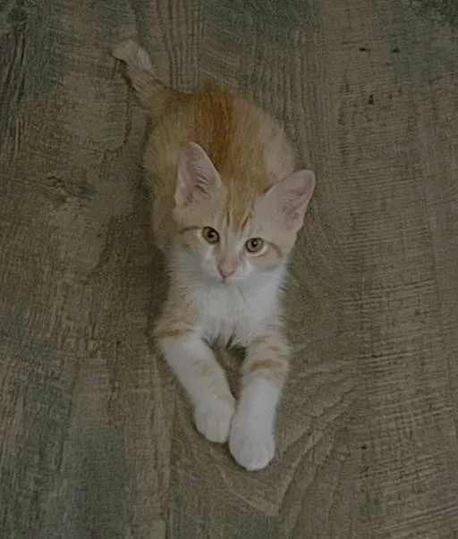 A baby small-sized male Domestic Short Hair cat named Shellington for adoption in Sacramento, CA