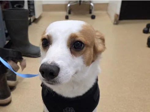 A young medium-sized male Brown / Chocolate Border Collie dog named Harvey for adoption in San Clemente, CA