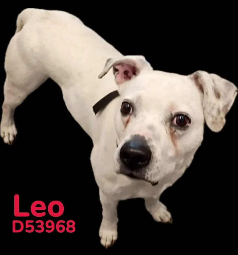 Leo
