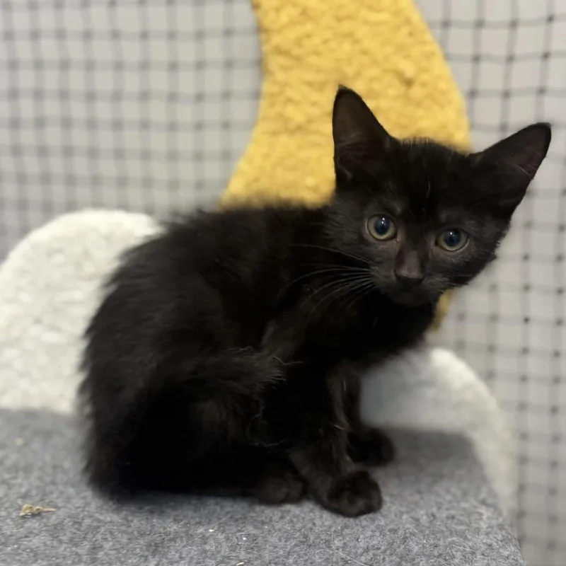 A baby small-sized female Brown / Chocolate Domestic Short Hair cat named Monkey for adoption in Ridgely, MD