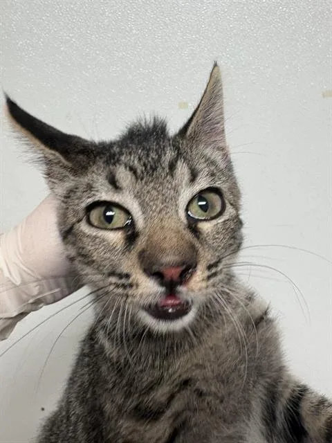 A baby small-sized male Domestic Short Hair cat named Dan for adoption in Bakersfield, CA