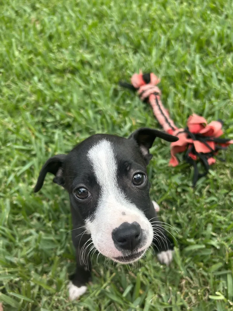 A baby medium-sized female Black Terrier dog named Emma for adoption in Manvel, TX