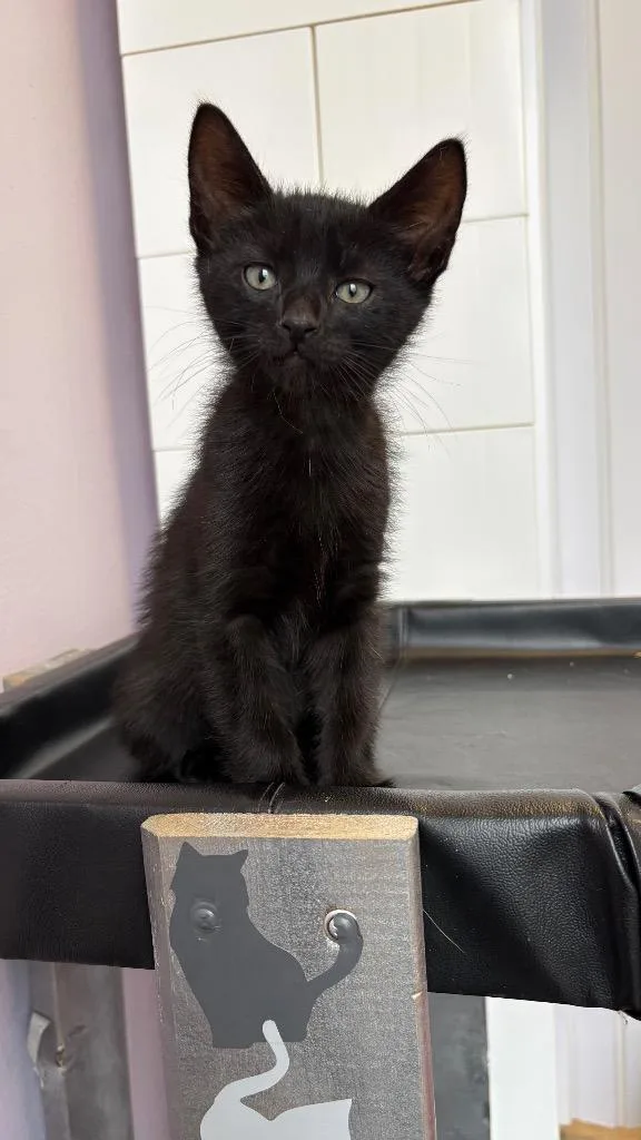 A baby small-sized male Domestic Short Hair cat named Bobby for adoption in Lewisville, TX