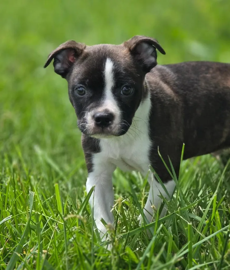 A baby medium-sized male Boston Terrier dog named Bilbo for adoption in Huntington, IN