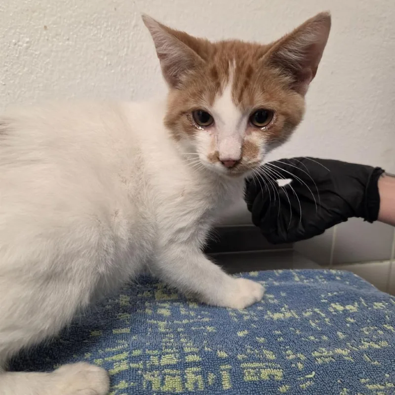 A baby small-sized male Domestic Short Hair cat named Berga Gandor for adoption in Austin, TX