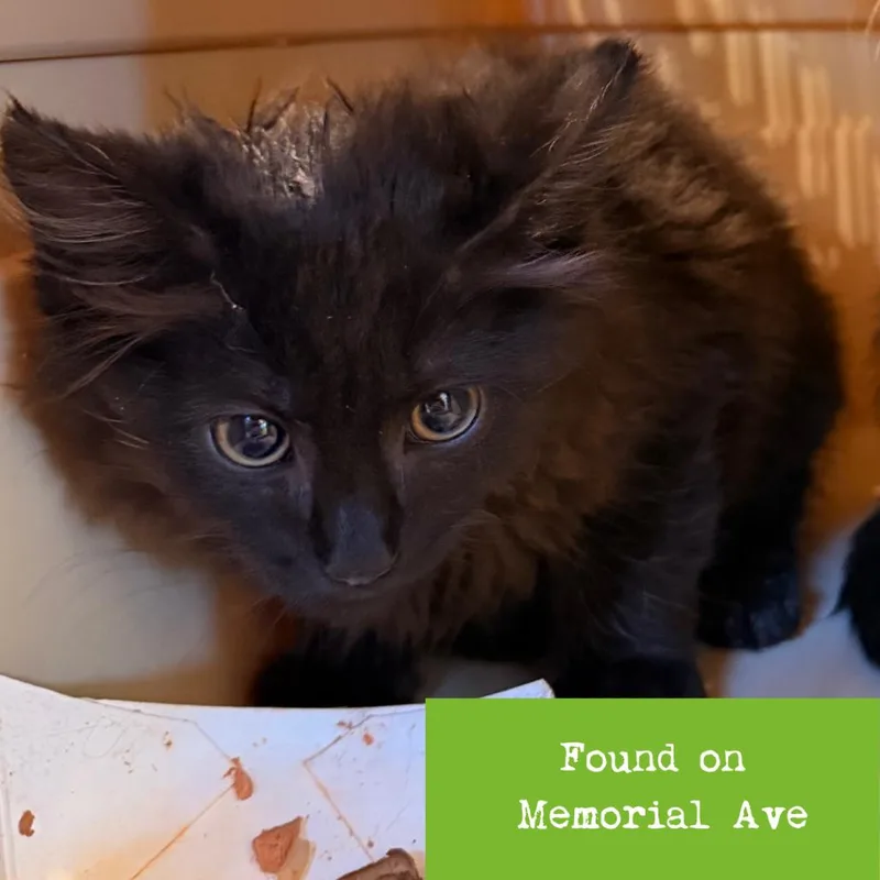A baby small-sized male Black Domestic Long Hair cat named Burger for adoption in Lynchburg, VA