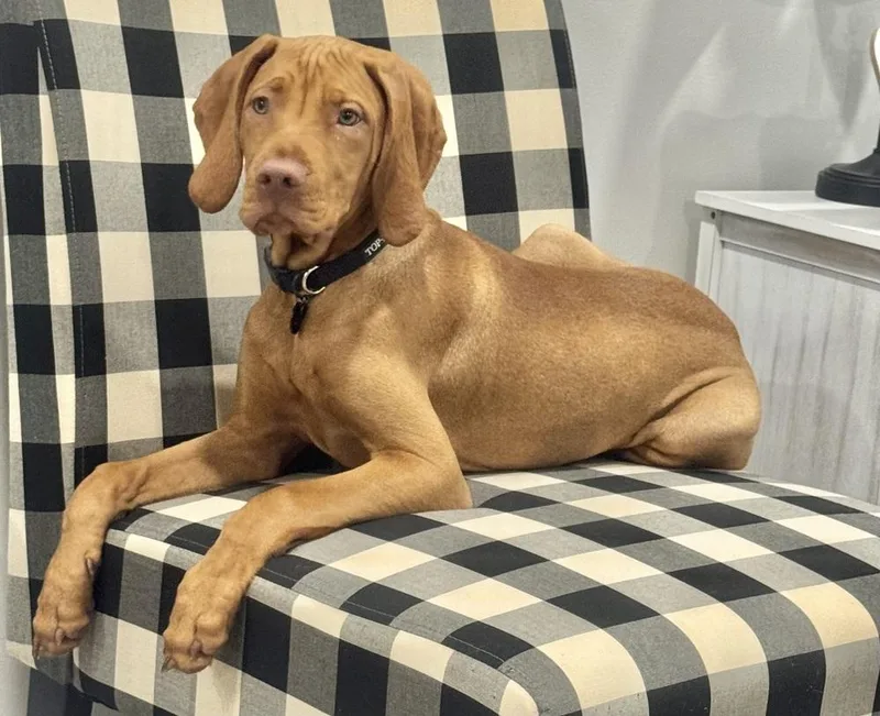 An adult large-sized male Brown / Chocolate Vizsla dog named Bohdi for adoption in Louisa, VA