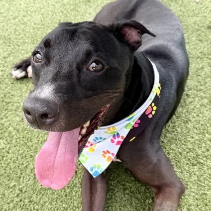 An adult medium-sized male Mixed Breed dog named Puma for adoption in Largo, FL