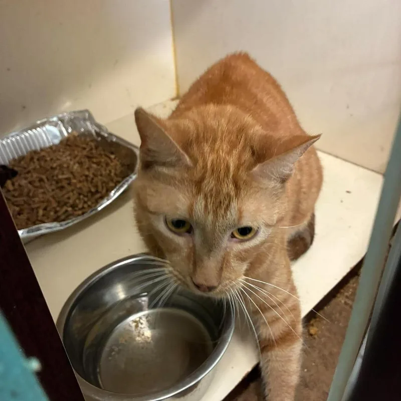An adult large-sized male Domestic Short Hair cat named Chief for adoption in Madill, OK