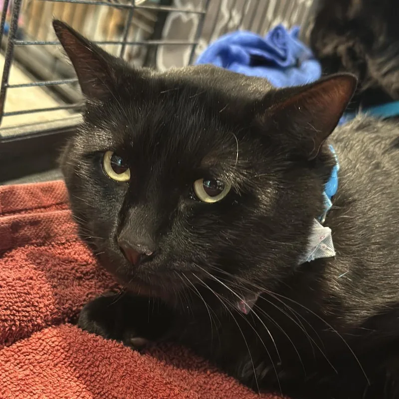 An adult large-sized male Domestic Short Hair cat named Ren for adoption in Matteson, IL