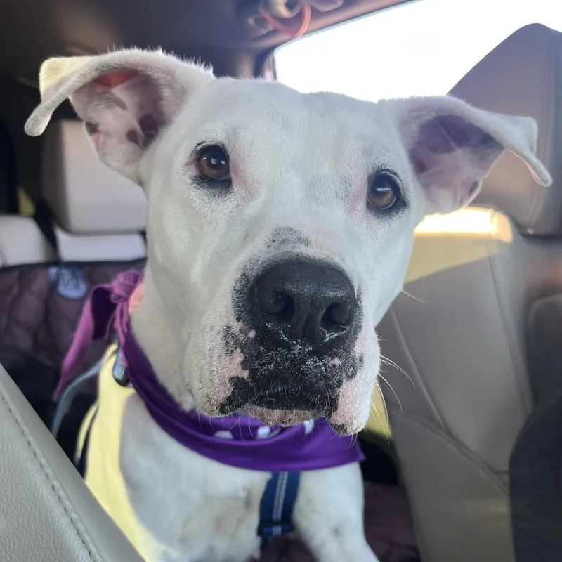 An adult medium-sized female White / Cream Dogo Argentino dog named Margaret for adoption in Tyler, TX