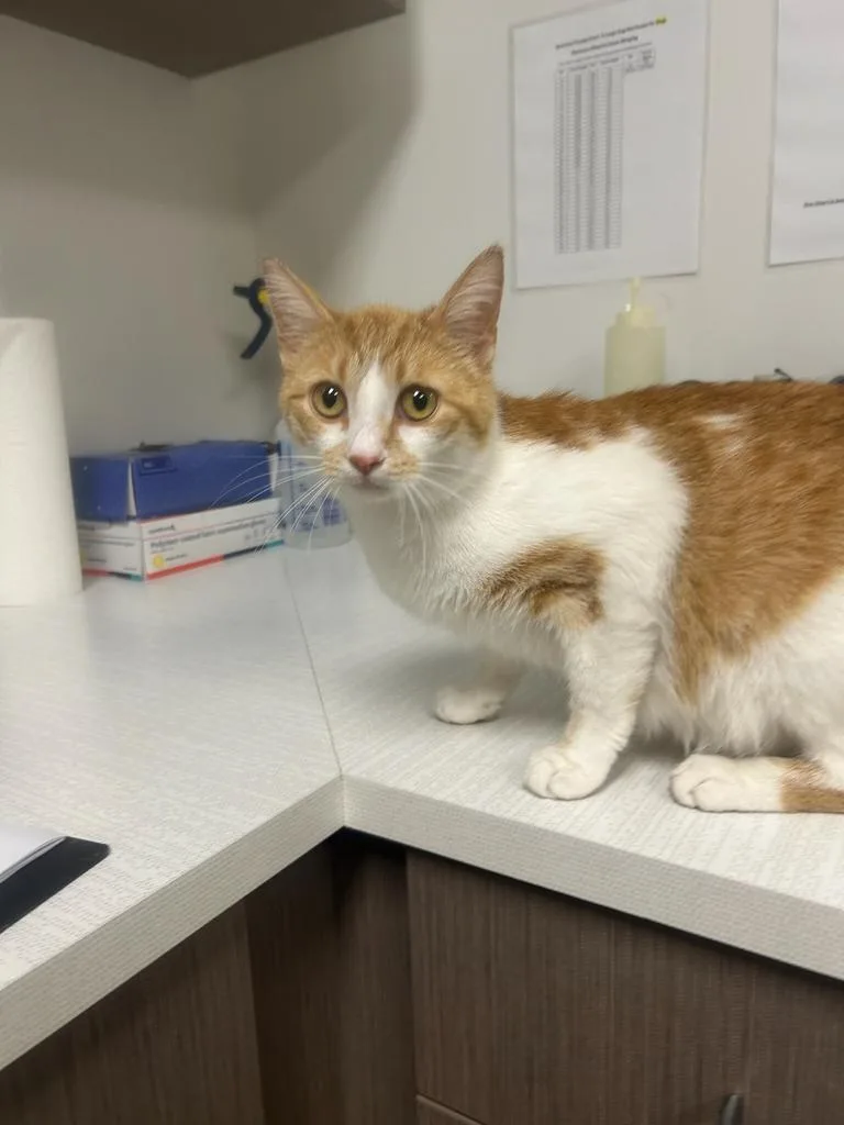 A baby large-sized female Domestic Short Hair cat named Meela for adoption in Greenfield, IN
